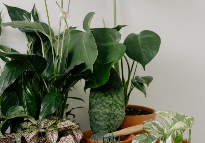 Photo of a group of houseplants