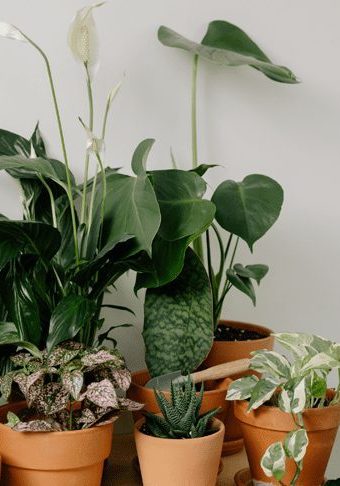 Photo of houseplants